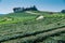 Beautiful landscape of Oolong tea plantations on the hills in Singha Park