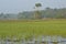 Beautiful landscape paddy field