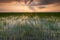 Beautiful landscape paddy rice field growing on the countryside at sunset