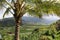 Beautiful landscape through the palm tree