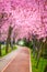 Beautiful landscape with a park alley covered with branches filled with pink flowers in springtime in Timisoara