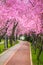 Beautiful landscape with a park alley covered with branches filled with pink flowers in springtime in Timisoara