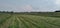 A beautiful landscape photograph of a freshly cut Eragrostis Teff grass field that is being baled in the background