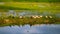 A beautiful landscape picture of the nature of Bengal. Rows and rows of ducks in the blue water in the middle of the green