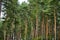 Beautiful landscape of pine forest on a summer day