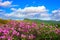 Beautiful landscape of Pink rhododendron flowers and blue sky in the mountains, Hwangmaesan in Korea.