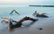 A beautiful landscape of the Polish Baltic coast, tree roots on the edge of the beach.