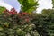 beautiful landscape with Rhododendrons in spring