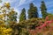 beautiful landscape with Rhododendrons in spring