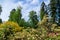 beautiful landscape with Rhododendrons in spring