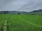 Beautiful landscape of rice field terraced