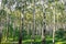 Beautiful landscape. Russian forest. White birch trunks