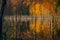 Beautiful landscape scene of a forest reflecting in a lake and dry trees in the water