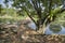 Beautiful landscape scene at the quiet green foliage lake.