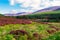 Beautiful landscape scenery hills slope covered by violet heather flowers