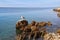 Beautiful landscape of sea Coast of Adriatic sea with with a seagull, a stone shore and transparent blue water near Rovinj,