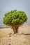 Beautiful landscape with single tree and road in Atlas Mountains in Morocco, North Africa