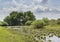 Beautiful landscape of a small swamp located near the forest