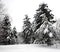 Beautiful landscape with snow-covered high fir trees in the rest forest after snowfall on cloudy winter day