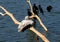 Beautiful landscape of Spot-billed pelican or grey pelican resting on a lake