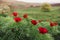 Beautiful landscape with steppe peonies. Unique place in Europe. The only place where these flowers grow is in Transylvania,
