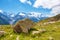 A beautiful landscape with stone-bear against the backdrop of Mo