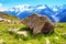 A beautiful landscape with stone-bear against the backdrop of Mont Blanc in the French Alps, Europe