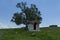 Beautiful landscape with summer venerable birch tree and old chapel, located in Plana mountain