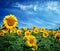 Beautiful landscape with sunflower field over cloudy blue sky.