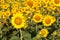 Beautiful landscape sunflowers in garden with blur background.