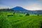 Beautiful landscape during sunrise. Rice paddies with Agung Volcano on the background. Scenic panoramic view. Bali, Indonesia