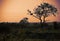 Beautiful landscape of a sunset in the African savannah of South Africa, with a totally orange sky