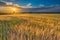 Beautiful landscape of sunset over corn field at summer