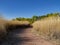 Beautiful landscape , trail with Miscanthus of Clark County Wetlands Park