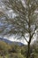 Beautiful landscape with a tree on foreground in  Tucson, Arizona.