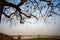 Beautiful landscape with trees silhouette at sunset with Vietnamese woman farmer sits under the tree seeing rice field