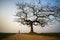 Beautiful landscape with trees silhouette at sunset with Vietnamese woman wearing traditional dress Ao Dai walking alone under the