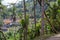 Beautiful landscape of a tropical Indonesian rainforest. Palm trees and a village near