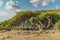 Beautiful landscape with turkish pine pinus brutia, sea in the background and nice blue sky with clouds.