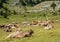 Beautiful landscape under a mountain of herd of cows sleeping and resting in a meadow in a valley.