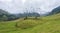 Beautiful landscape of the Valle del Cocora in Salento, Quindio, Colombia.