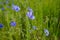 Beautiful landscape of a vibrant green grassy field, dotted with blooming flax plant (Linum) flowes