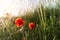 Beautiful landscape view of bright red blossoming poppy flowers on beautiful green wildflower grassland meadow at warm