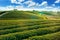 Beautiful landscape view of choui fong tea plantation