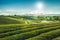 Beautiful landscape view of choui fong tea plantation