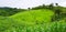 Beautiful landscape view. Corn farm with green mountain with tree, sky and mist for background