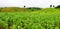 Beautiful landscape view. Corn farm with green mountain with tree, sky and mist for background.
