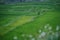 Beautiful landscape view, farmers are planting rice in the rice field,rice terraces with farmers in green nature, farmer working