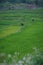 Beautiful landscape view, farmers are planting rice in the rice field,rice terraces with farmers in green nature, farmer working