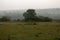 Beautiful landscape view of a foggy morning in Masinagudi, Mudumalai National Park, Tamil Nadu - Karnataka State border, India